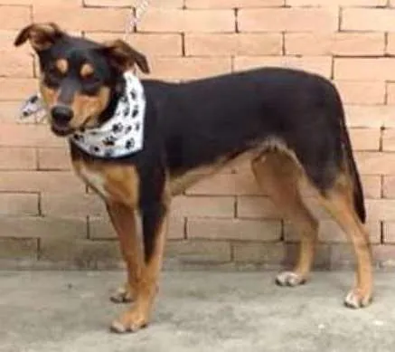 Cachorro ra a srd idade 1 ano nome Baruk