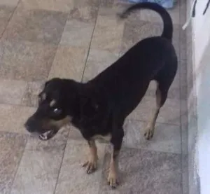 Cachorro raça INDEFINIDA idade 1 ano nome TITTO