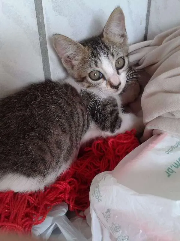 Gato raça RND idade Abaixo de 2 meses nome Não defibido