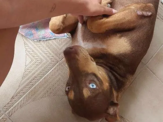 Cachorro ra a Não especificada. (Vira lata)  idade 7 a 11 meses nome Niño e Catrina