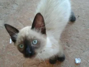 Gato raça não sei idade 2 a 6 meses nome Teddy