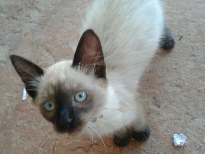 Gato ra a não sei idade 2 a 6 meses nome Teddy