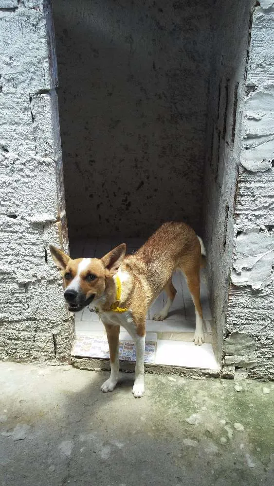 Cachorro ra a Não identificada idade 7 a 11 meses nome Pipoca