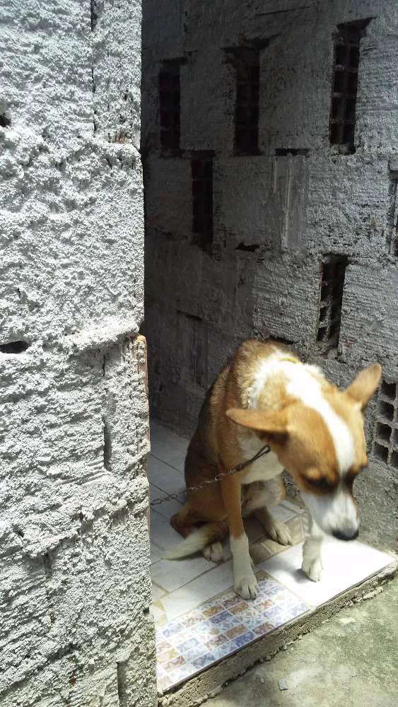 Cachorro ra a Não identificada idade 7 a 11 meses nome Pipoca