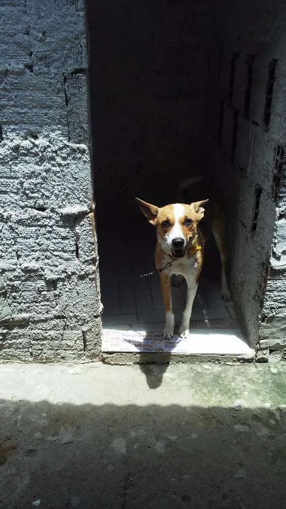 Cachorro ra a Não identificada idade 7 a 11 meses nome Pipoca