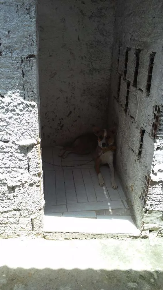 Cachorro ra a Não identificada idade 7 a 11 meses nome Pipoca