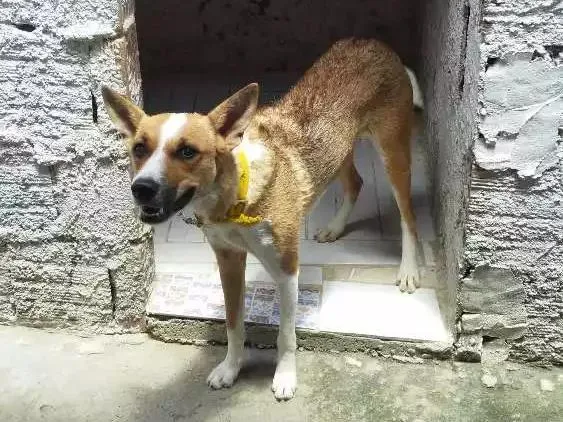 Cachorro ra a Não identificada idade 7 a 11 meses nome Pipoca