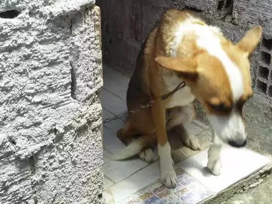 Cachorro ra a Não identificada idade 7 a 11 meses nome Pipoca