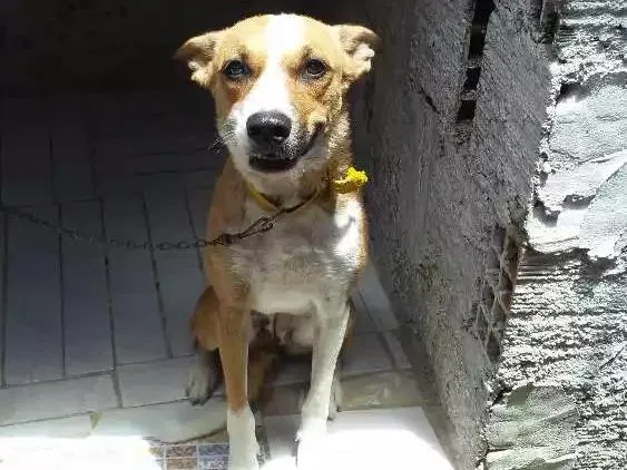 Cachorro ra a Não identificada idade 7 a 11 meses nome Pipoca