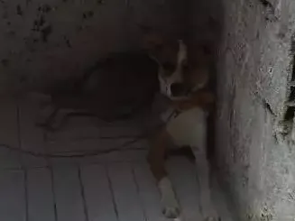 Cachorro ra a Não identificada idade 7 a 11 meses nome Pipoca