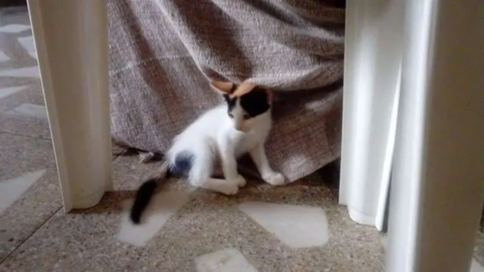 Gato ra a Não definida  idade Abaixo de 2 meses nome Lili