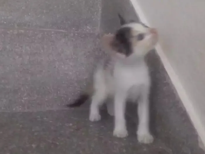Gato ra a Não definida  idade Abaixo de 2 meses nome Lili