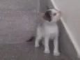 Lili