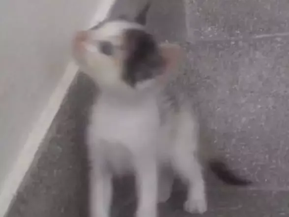 Gato ra a Não definida  idade Abaixo de 2 meses nome Lili