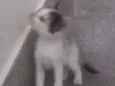 Lili