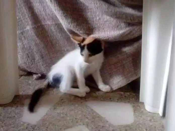 Gato ra a Não definida  idade Abaixo de 2 meses nome Lili
