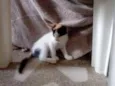 Lili