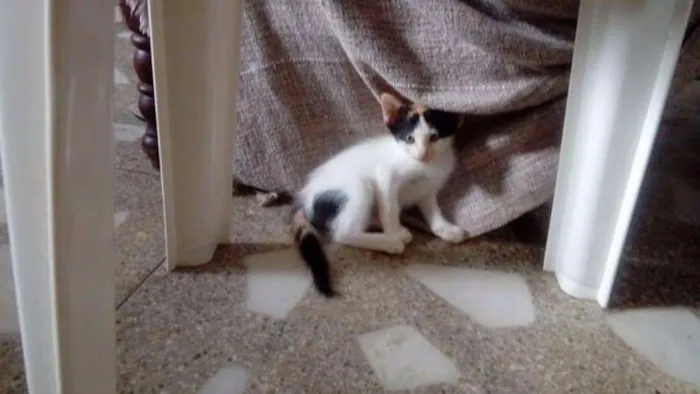 Gato ra a Não definida  idade Abaixo de 2 meses nome Lili