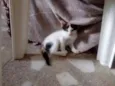 Lili