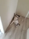 Bolt