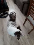 Bolt