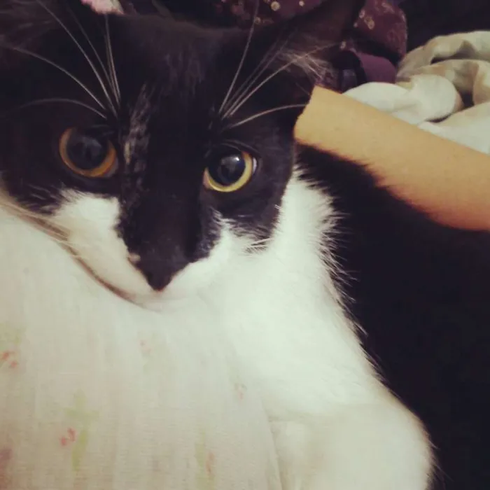 Gato ra a SRD idade 2 anos nome Bruce Wayne