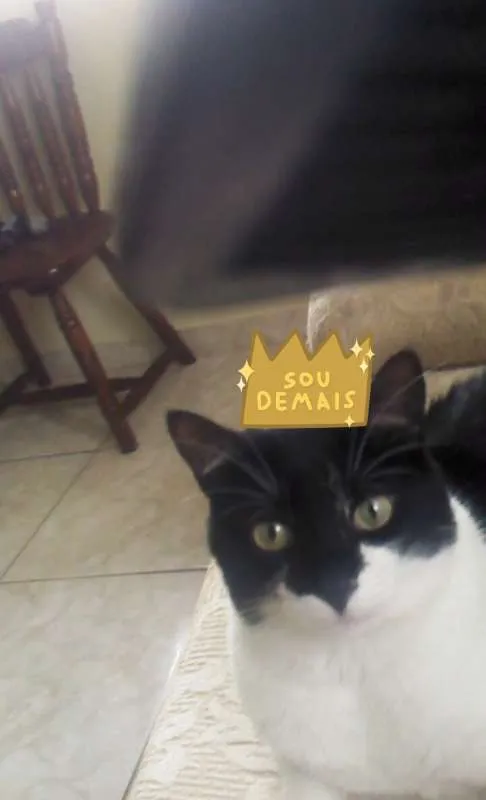 Gato ra a SRD idade 2 anos nome Bruce Wayne
