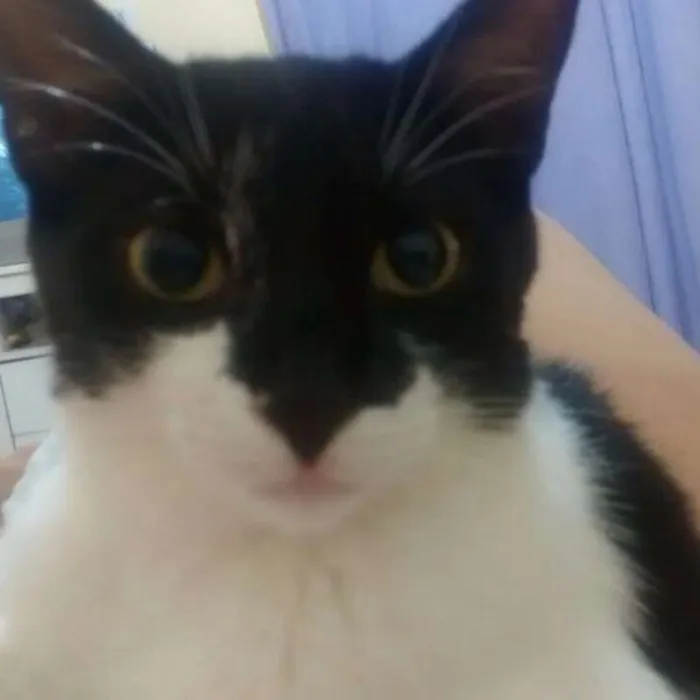 Gato ra a SRD idade 2 anos nome Bruce Wayne