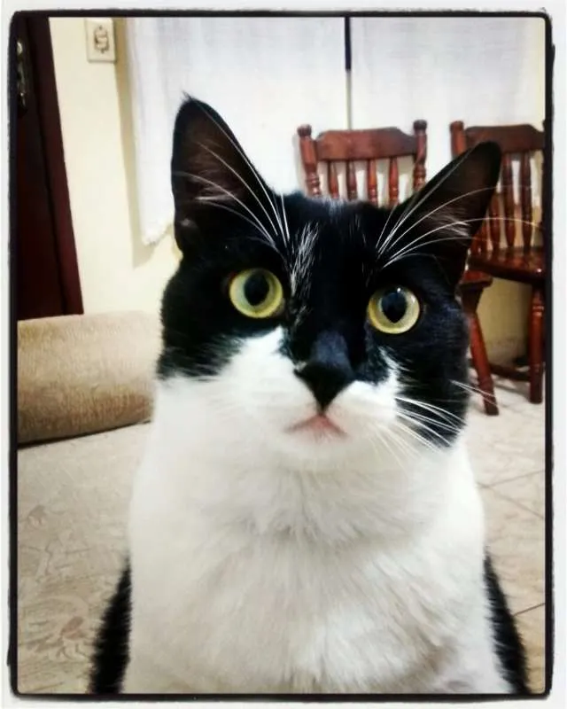Gato ra a SRD idade 2 anos nome Bruce Wayne