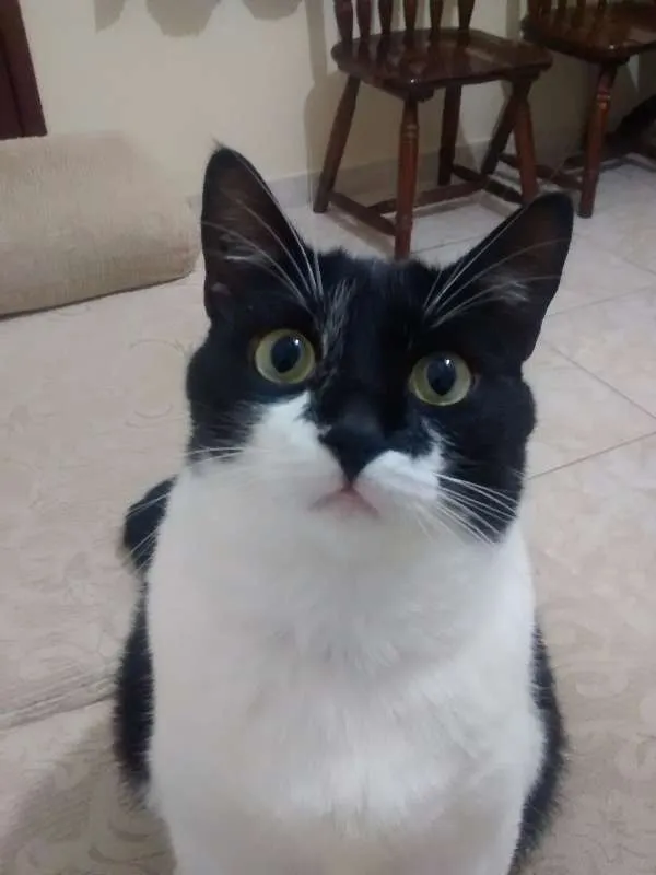 Gato ra a SRD idade 2 anos nome Bruce Wayne
