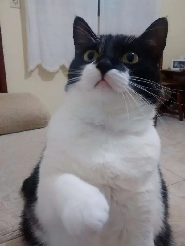 Gato ra a SRD idade 2 anos nome Bruce Wayne