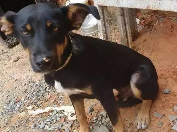 Cachorro ra a Sem raça definida idade 7 a 11 meses nome Stopa