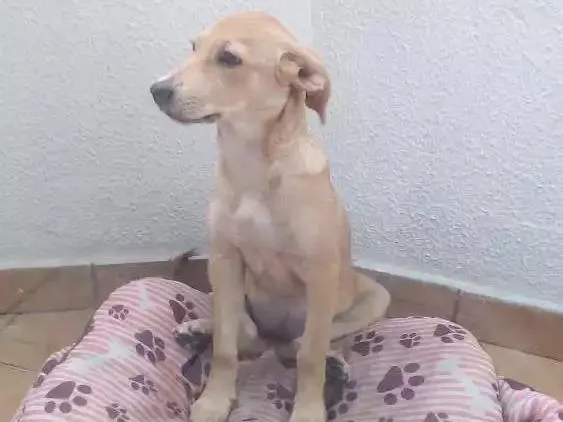 Cachorro ra a Sem ração definida  idade 2 a 6 meses nome Belinha