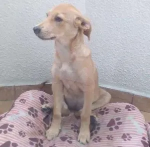 Cachorro raça Sem ração definida  idade 2 a 6 meses nome Belinha