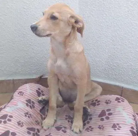 Cachorro ra a Sem ração definida  idade 2 a 6 meses nome Belinha