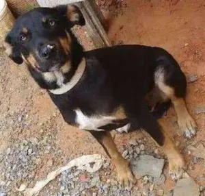 Cachorro raça Sem raça definida idade 7 a 11 meses nome Stopa