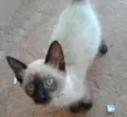 Teddy