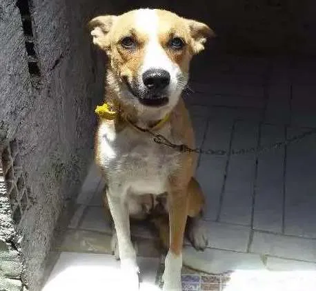 Cachorro ra a Não identificada idade 7 a 11 meses nome Pipoca