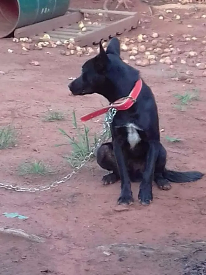 Cachorro ra a Labrador cm vira lata idade 1 ano nome Thor