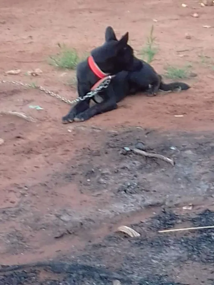 Cachorro ra a Labrador cm vira lata idade 1 ano nome Thor