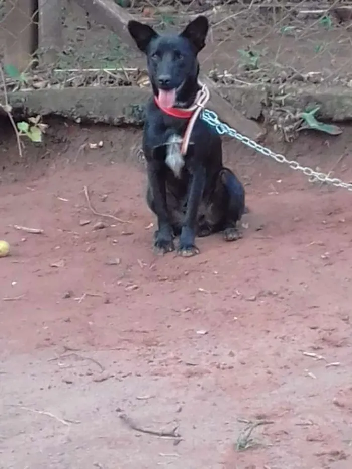 Cachorro ra a Labrador cm vira lata idade 1 ano nome Thor