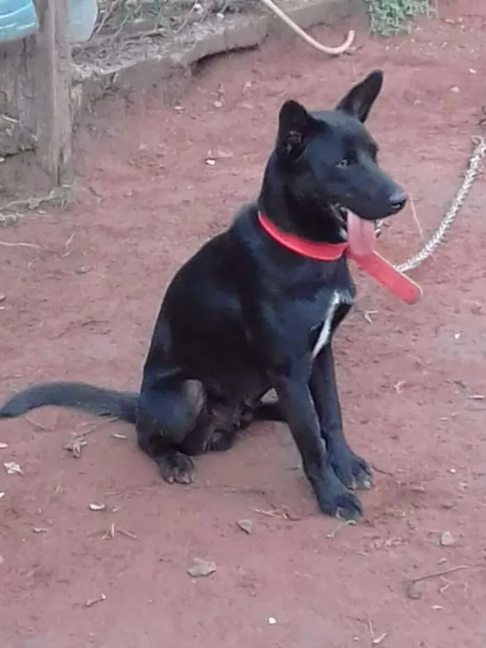 Cachorro ra a Labrador cm vira lata idade 1 ano nome Thor