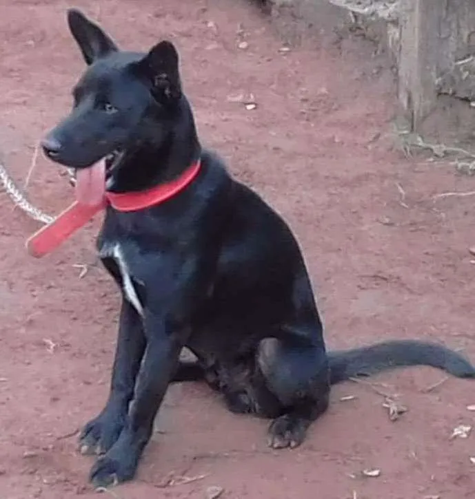 Cachorro ra a Labrador cm vira lata idade 1 ano nome Thor
