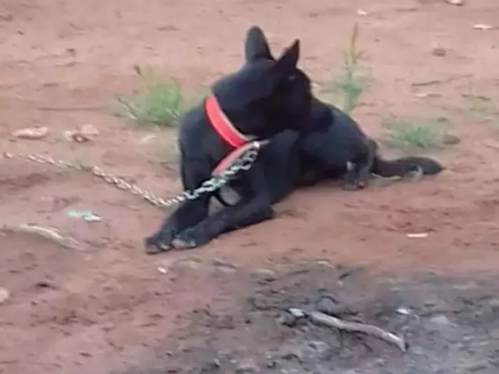 Cachorro ra a Labrador cm vira lata idade 1 ano nome Thor