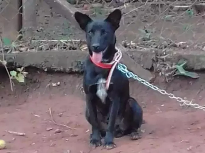 Cachorro ra a Labrador cm vira lata idade 1 ano nome Thor