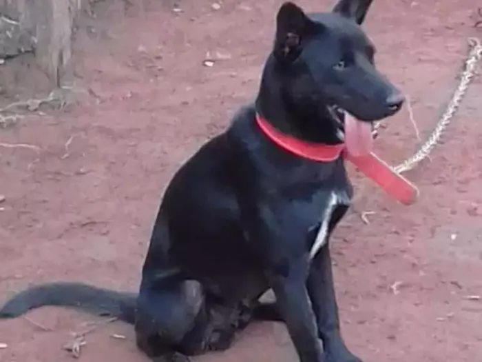 Cachorro ra a Labrador cm vira lata idade 1 ano nome Thor