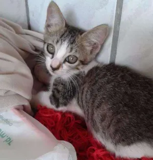 Gato raça RND idade Abaixo de 2 meses nome Não defibido