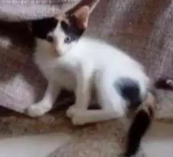 Gato ra a Não definida  idade Abaixo de 2 meses nome Lili
