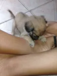 Sol-Lola