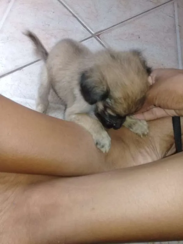 Cachorro raça SRD idade Abaixo de 2 meses nome Sol-Lola